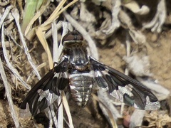 Exoprosopa dorcadion