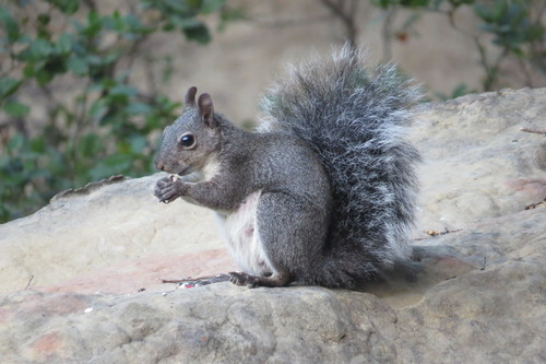 iNaturalist observation photo of Western Gray Squirrel