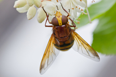 Volucella zonaria
