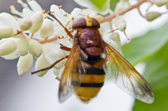 Volucella zonaria