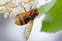 Volucella zonaria