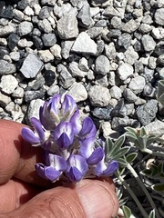 Lupinus duranii