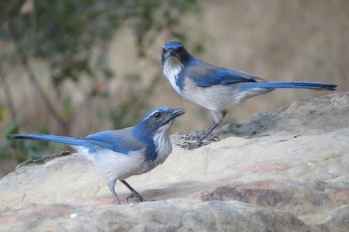 iNaturalist observation photo of California Scrub-Jay