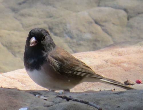 iNaturalist observation photo of Dark-eyed Junco
