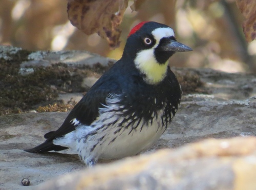 iNaturalist observation photo of Acorn Woodpecker