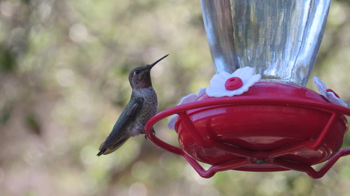 iNaturalist observation photo of Anna's Hummingbird