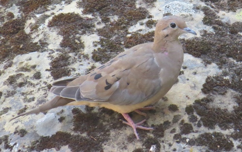 iNaturalist observation photo of Mourning Dove