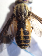Chrysops indus