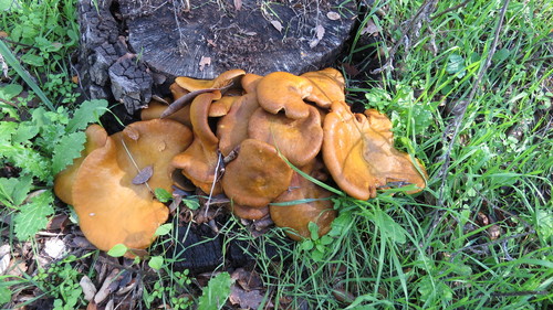 iNaturalist observation photo of western jack-o'-lantern