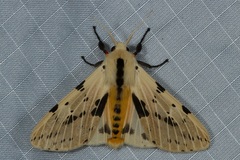 Spilosoma hypogopa