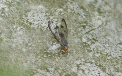 Palloptera umbellatarum