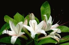 Rhododendron arborescens