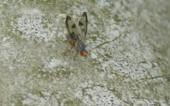 Palloptera umbellatarum