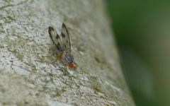 Palloptera umbellatarum
