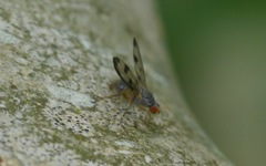 Palloptera umbellatarum