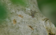 Palloptera umbellatarum