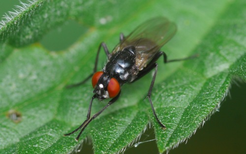 Hydrotaea diabolus · NaturaLista Mexico