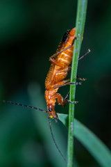 Rhagonycha fulva