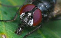 Hydrotaea diabolus