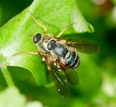 Eulonchus sapphirinus