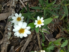 Melampodium cinereum