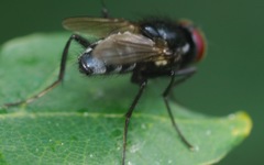 Hydrotaea diabolus