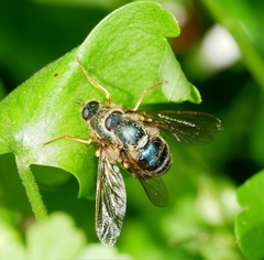 Eulonchus sapphirinus