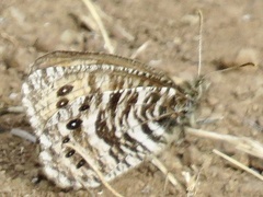 Oeneis uhleri