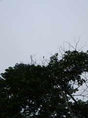 Lophoceros fasciatus