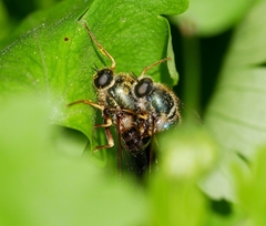 Eulonchus sapphirinus