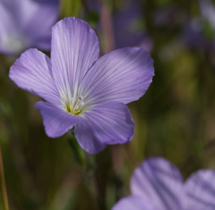 Linum hirsutum
