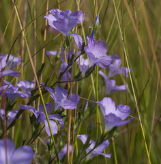 Linum hirsutum