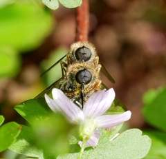 Eulonchus sapphirinus