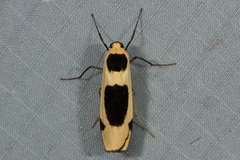 Thysanoptyx