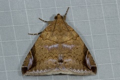 Bastilla circumsignata