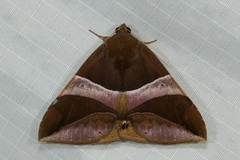 Bastilla fulvotaenia