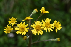 Tephroseris helenitis helenitis