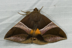 Bastilla fulvotaenia