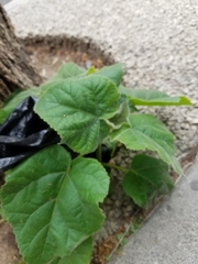 Abutilon theophrasti