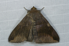 Buzara