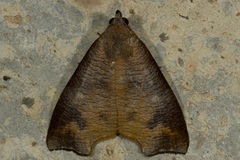 Ptyorhyncha argyresthis
