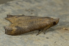 Ptyorhyncha argyresthis