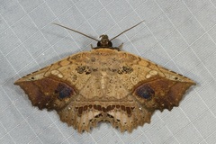 Cryptastria fuscomarginata