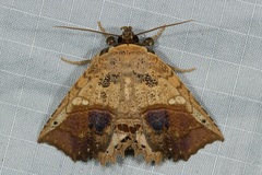 Cryptastria fuscomarginata