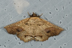 Cryptastria fuscomarginata