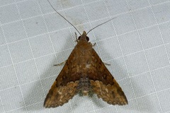 Diascia hayesi