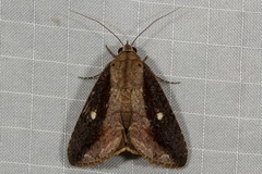 Odontodes seranensis