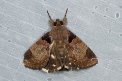 Ercheia cyllaria