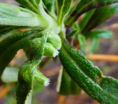 Rhopalomyia audibertiae