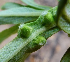 Rhopalomyia audibertiae